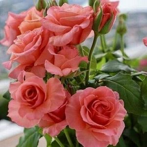 Meet your Posher, Eram